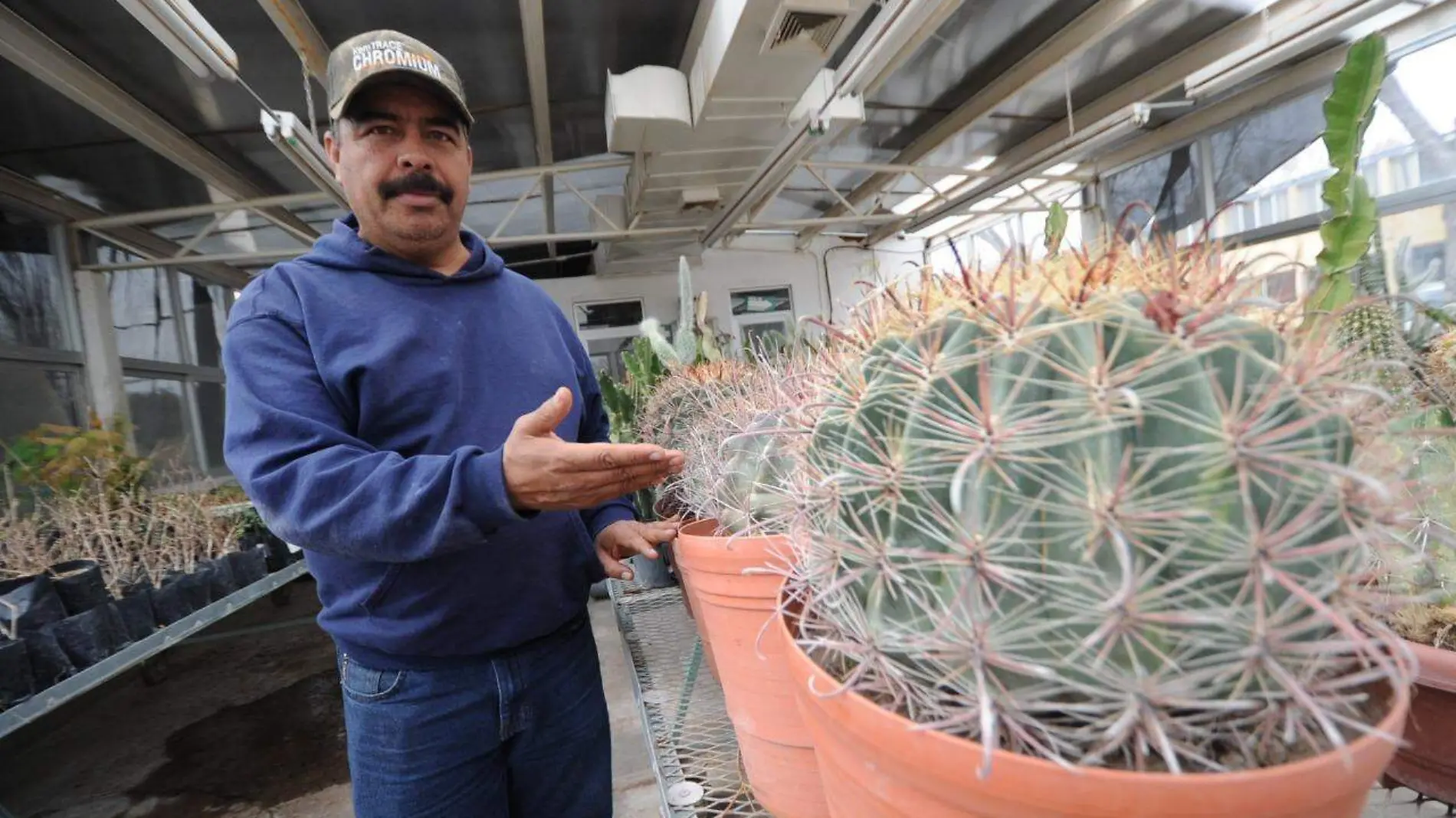 invernadero plantas cactus